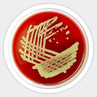 Bacterial Culture Streaks E.coli Petri Dish in Microbiology Lab Gold Red Yellow Sticker